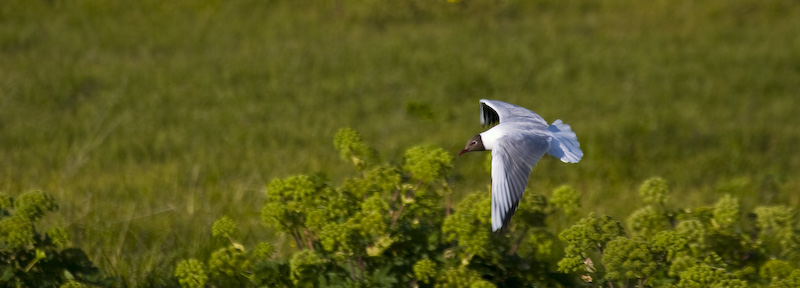 Black-Headed Gull In Flight